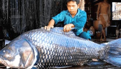 追踪巨型鱼 第一季,追踪巨型鱼第一季深度揭秘