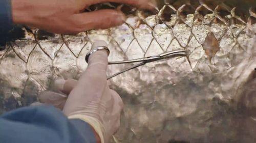 追踪巨型鱼 第一季,追踪巨型鱼第一季深度揭秘  第3张