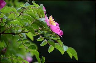 玫瑰炙野,探寻激情与野性的浪漫传奇