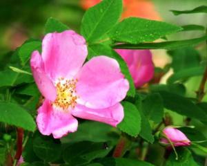 玫瑰炙野,探寻激情与野性的浪漫传奇  第2张