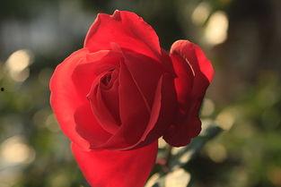 玫瑰炙野,探寻激情与野性的浪漫传奇  第3张