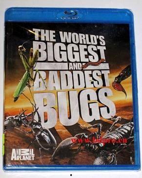 虫霸天下,揭秘昆虫世界的神秘与力量  第2张