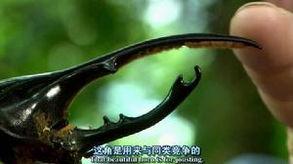 虫霸天下,揭秘昆虫世界的神秘与力量  第3张