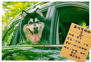 小闯横莱坞,揭秘影视行业的青春追梦之旅  第3张