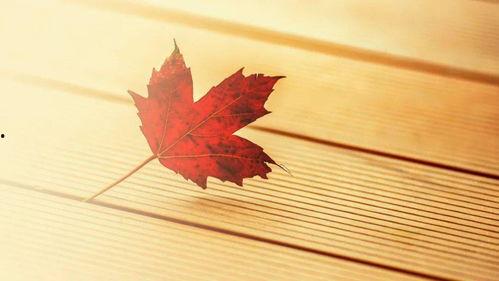 真情未语,探寻心灵深处的那份纯粹 第2张 真情未语,探寻心灵深处的那份纯粹 第2张