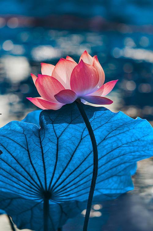 真情未语,探寻心灵深处的那份纯粹 第3张 真情未语,探寻心灵深处的那份纯粹 第3张